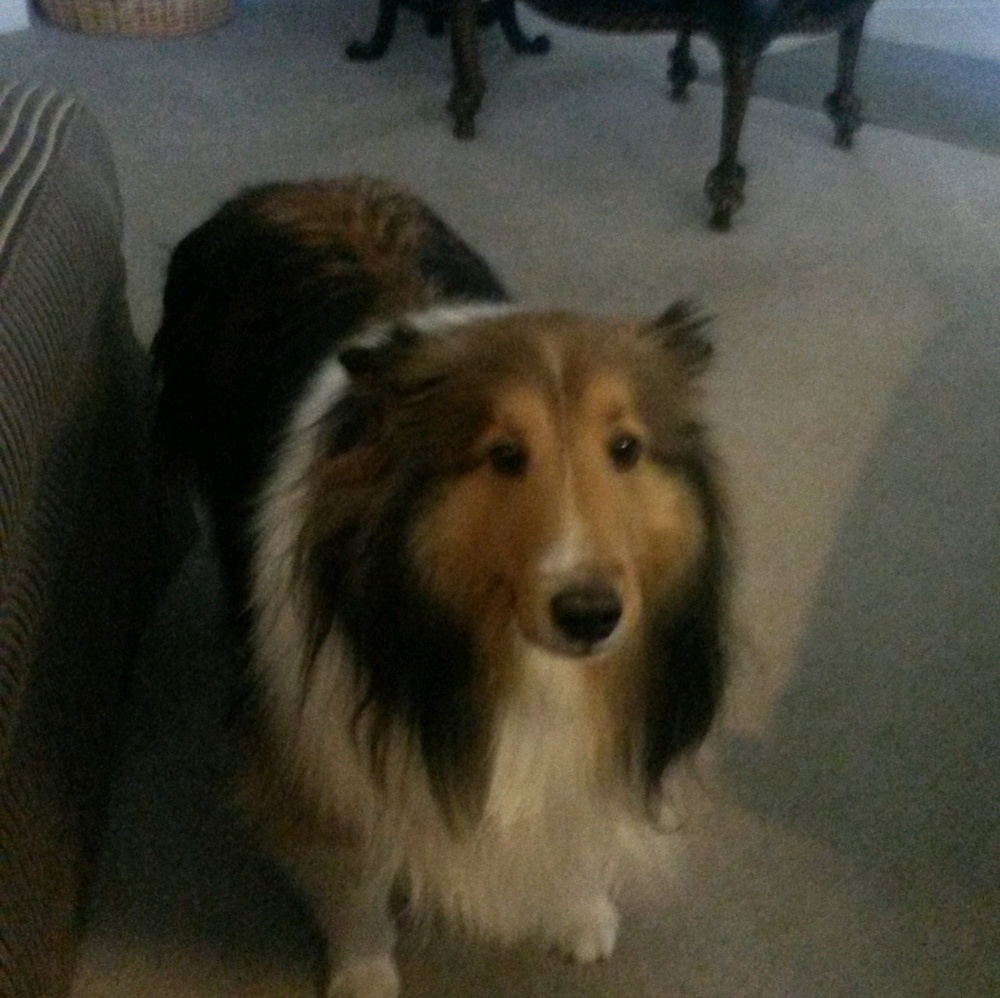 Meet your Posher, Joe